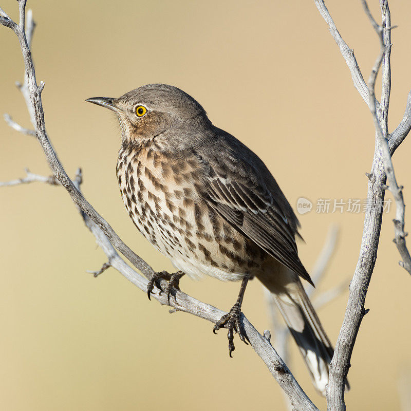 Sage Thrasher, Black Mesa，好的